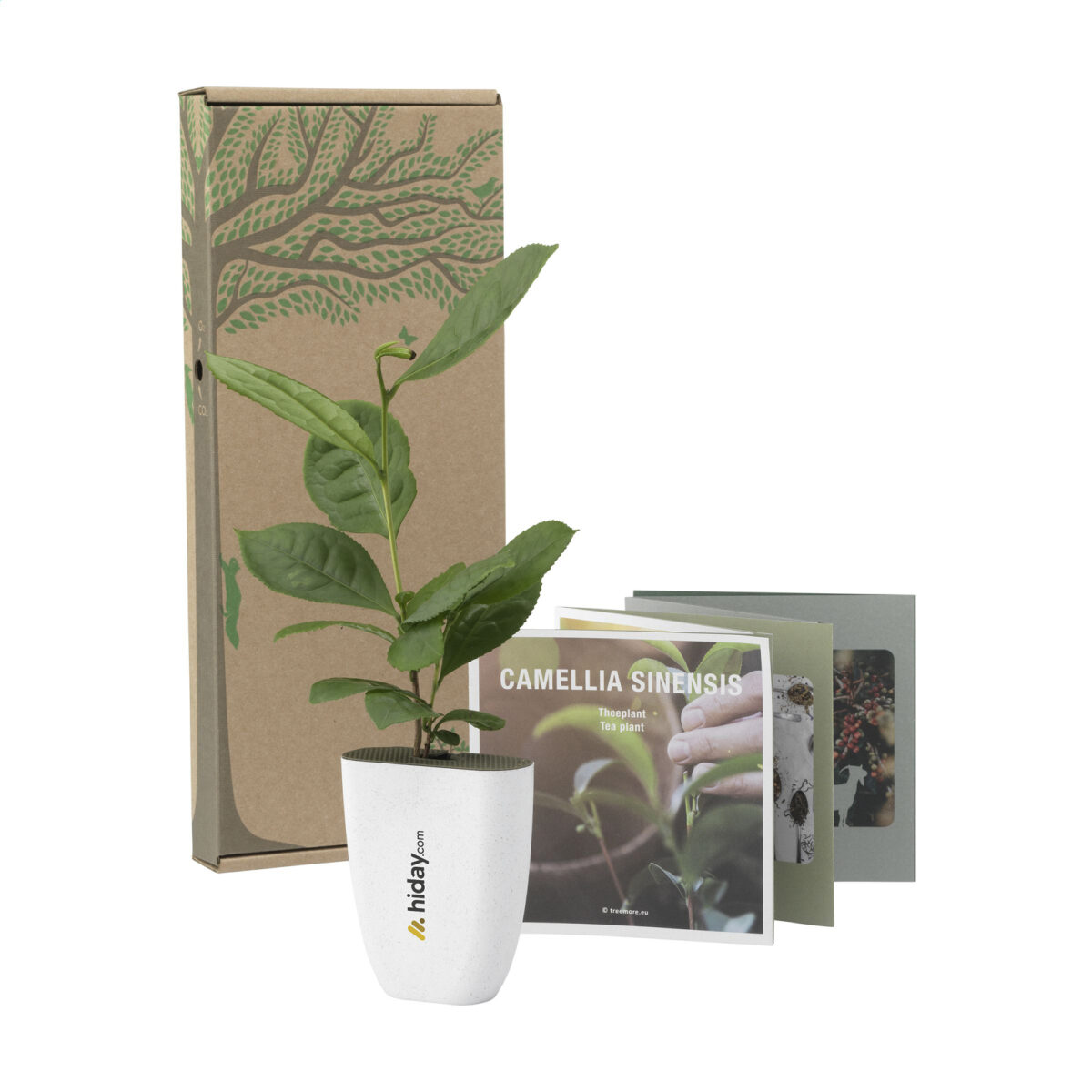 GK20939 - Théier avec pot en bio-plastique