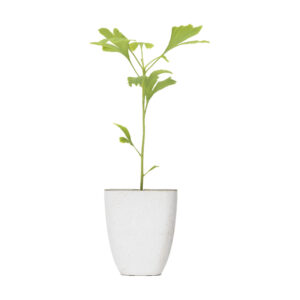 Noyer du Japon personnalisé - Fabriqué en bois et herbe d'éléphant