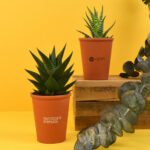 Plante en pot terre cuite Ø7cm – vue 3
