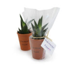 Plante en pot terre cuite Ø7cm – vue 5