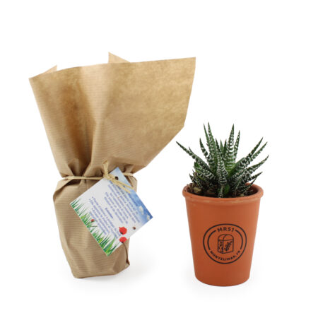 Plante en pot terre cuite Ø7cm – vue 2