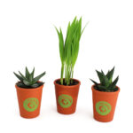 Plante en pot terre cuite Ø7cm