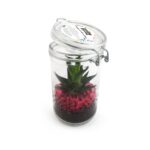 Plante en bocal personnalisée – Goodie végétal écologique