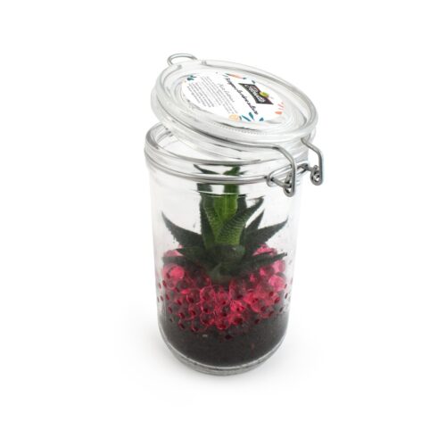 Plante en bocal personnalisée – Goodie végétal écologique
