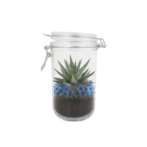Plante en bocal personnalisée – Goodie végétal écologique – vue 2