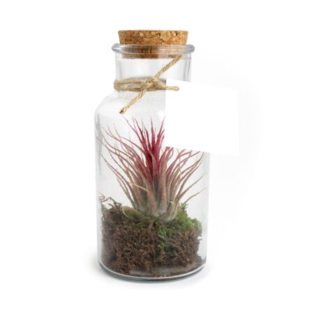 Flacon Tillandsia personnalisé – Plante aérienne décorative en verre