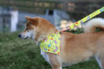Bandana pour chien personnalisé - Made in Europe – vue 3