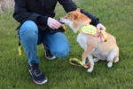Bandana pour chien personnalisé - Made in Europe – vue 2