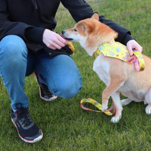 Bandana pour chien personnalisé - Made in Europe – vue 2
