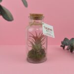 Flacon Tillandsia personnalisé – Plante aérienne décorative en verre – vue 2