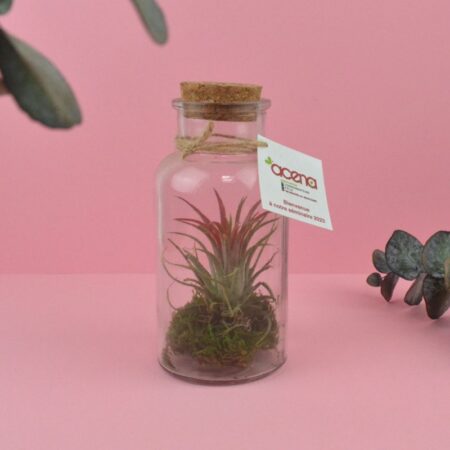 Flacon Tillandsia personnalisé – Plante aérienne décorative en verre – vue 2