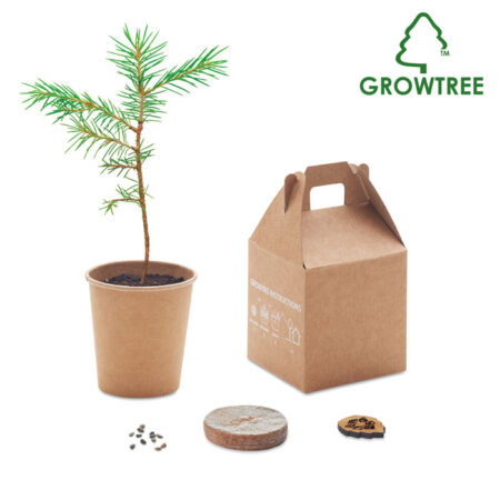 Kit de graines de pin à planter DIY personnalisable
