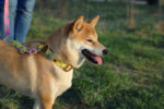Collier pour chien personnalisé - Made in Europe – vue 3