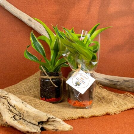 Plante en bocal personnalisée avec étiquette – vue 2