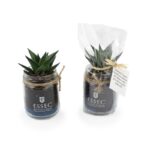 Plante en bocal personnalisée avec étiquette
