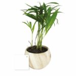 Plante en pot céramique aimanté effet bois personnalisée – Image 4