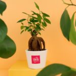 Plante personnalisée en pot Ø9 cm – Goodie végétal prestige – Image 2