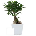 Plante personnalisée en pot Ø9 cm – Goodie végétal prestige – Image 3