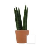 Plante personnalisée en pot Ø9 cm – Goodie végétal prestige – Image 4