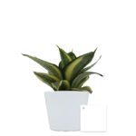Plante personnalisée en pot Ø9 cm – Goodie végétal prestige – Image 5