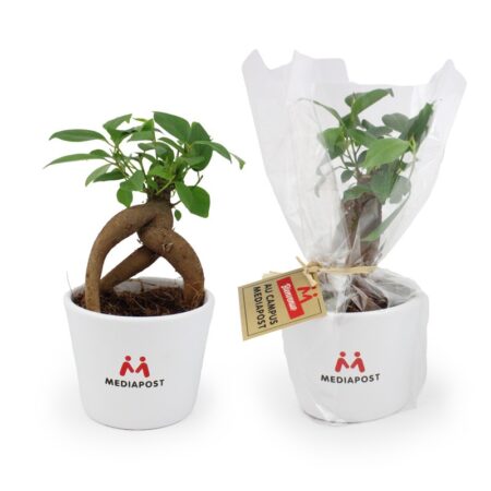 Plante personnalisée en pot Ø9 cm – Goodie végétal prestige