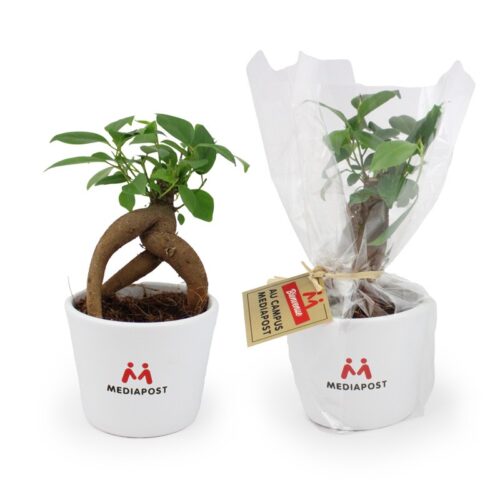 Plante personnalisée en pot Ø9 cm – Goodie végétal prestige