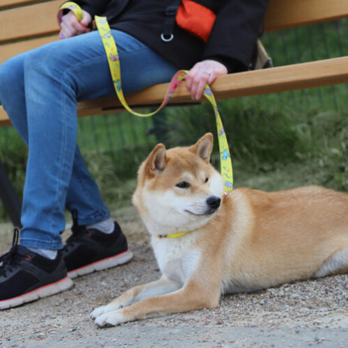 Laisse pour chien personnalisée - Made in Europe – vue 2