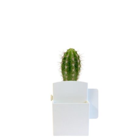 Végétal box plante personnalisée